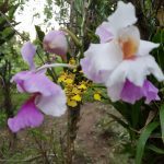 orchideeën Filipijnen