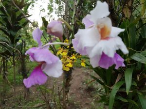 Ontdek de overvloedige biodiversiteit: het verbazingwekkende aantal orchideeënspecies in de Filipijnen