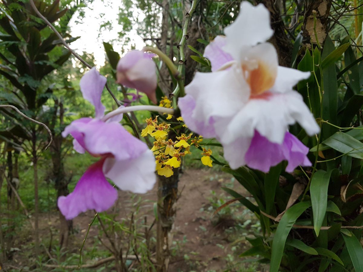 orchideeën Filipijnen