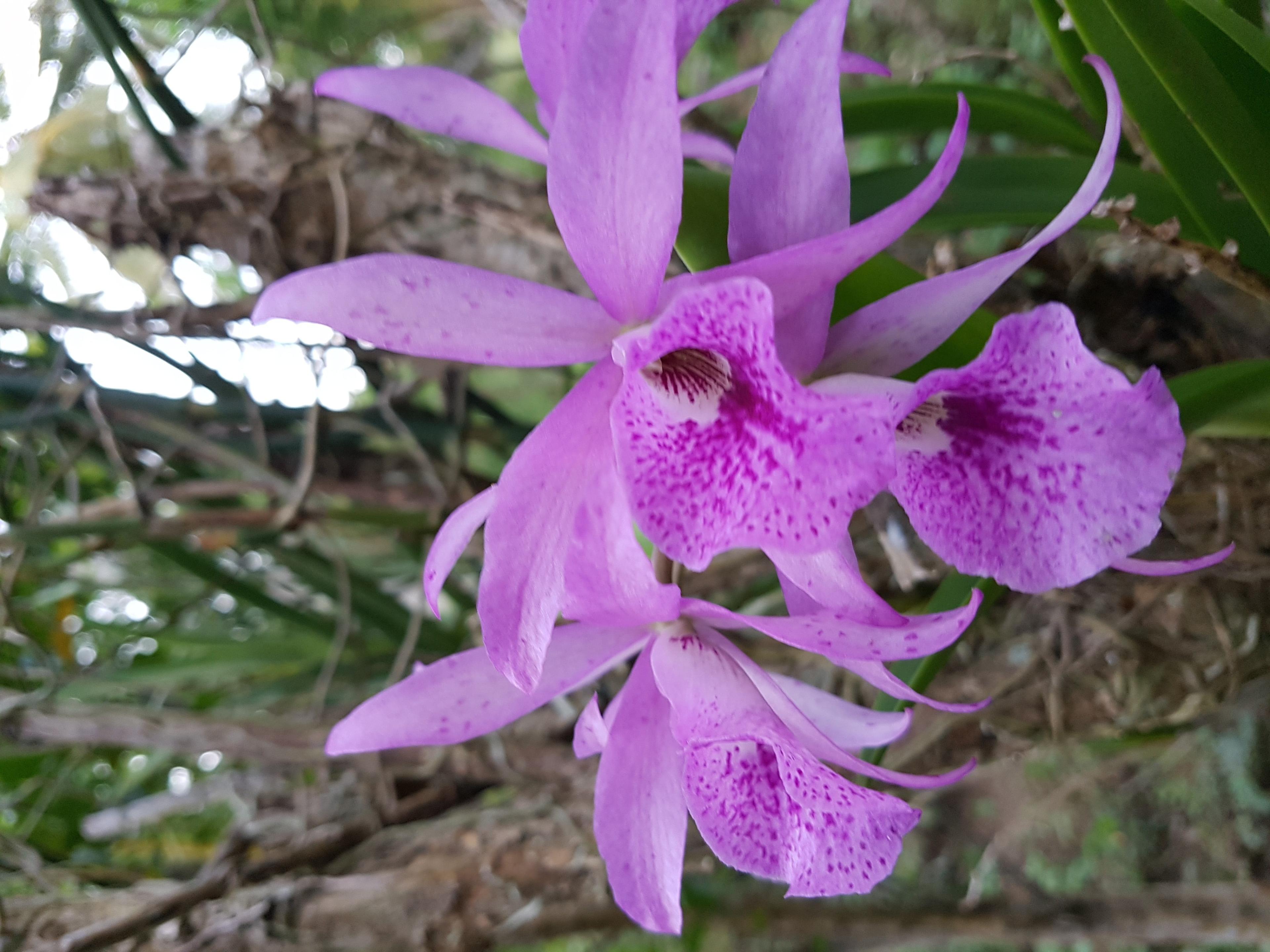 Orchidee Filipijnen