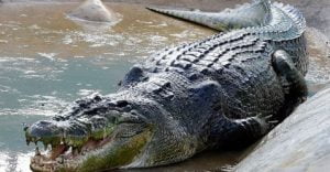 Ontdek de unieke schoonheid van de Filipijnse krokodil